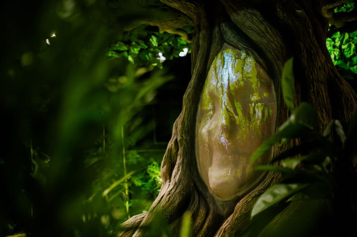 A close up of a mysterious face in the trunk of a tree.